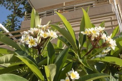 Afto_72